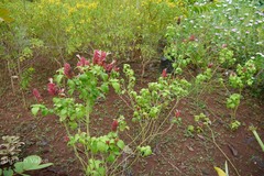 Justicia brandegeeana